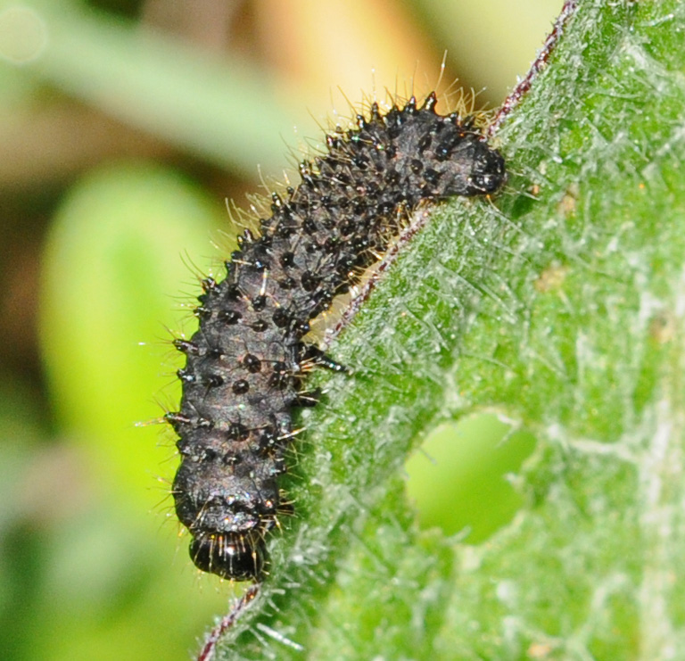 Bruco? No. Larva di Galeruca sp. (Chrysomelidae)